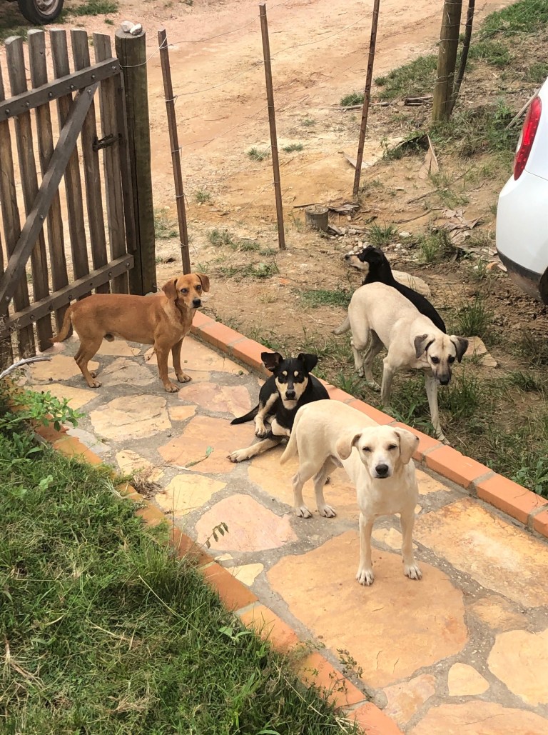 dogs